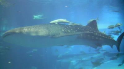 沖縄・美ら海水族館(09.11)