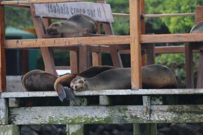 動物たち　進化の楽園　ガラパゴス諸島　6 ：　イサベラ島 滞在 　プエルト・ビジャミル 散策 編