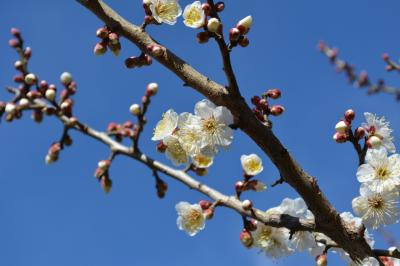 湘南なのに、海を見ないで日蓮宗寺院巡り（茅ヶ崎市）