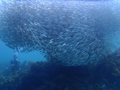 初めての南海電車＆セブ直行便＆そしてモアルボアル