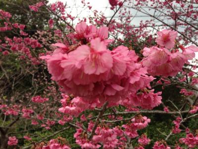 美ら海と日本一早い桜を求めて ２
