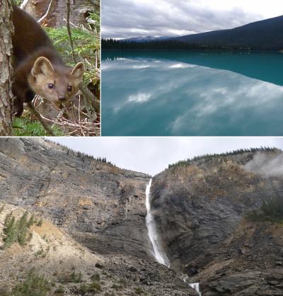 なんとなくカナディアンロッキー　（03）やはりゴールデンだった