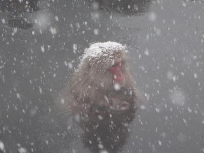 大雪のまさにSNOW MONKEY