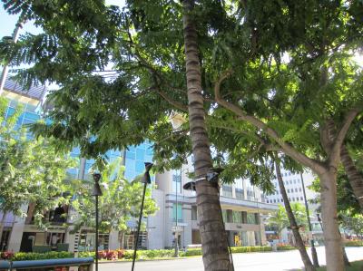 アロハ♡マハロ♡Hau'oli Hoihoi ~3泊5日の旅 in ハワイ~1日目/その2