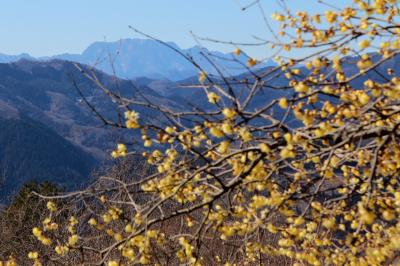 宝登山のロウバイが見頃です　2015年2月