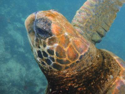 動物たち　進化の楽園　ガラパゴス諸島　8 ：　イサベラ島 滞在 　ティントレーラス 編