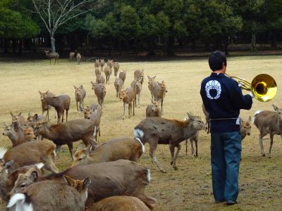 たくさんの鹿が街なかを闊歩するそんな非日常的な風景が不思議に感じられない　そんな街奈良で鹿寄せ