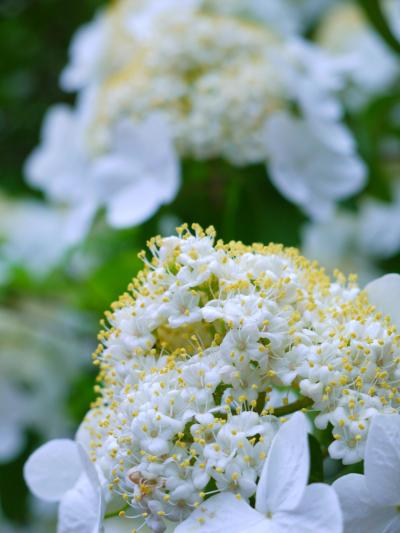 ゴールデンウィークはなんちゃって２泊３日in奈良　２日目：世界遺産めぐりＤＡＹ　その２