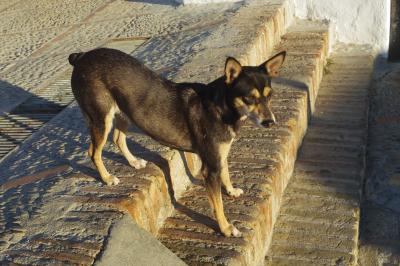 ８回目のスペイン、　アルコス・デ・ラ・フロンテーラの犬