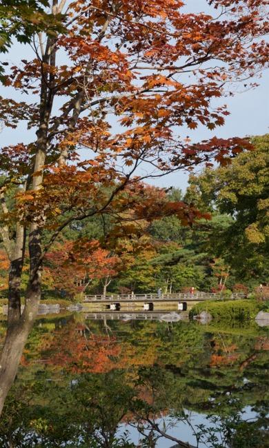 コスモスと、一足早い昭和記念公園の紅葉景色2014