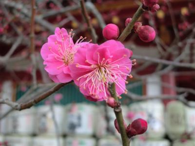 SKE48全国ツアー 【福岡】 & 太宰府天満宮節分