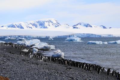 耐氷船オーシャン・ダイヤモンドで航く南極(その２) --ブラウン・ブラフ上陸