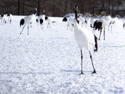大きな鳥を探しに タンチョウ