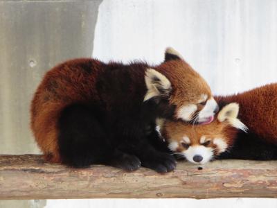 ZOOめぐり2014 第11回(とくしま動物園)