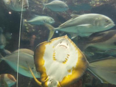 '14-3 第4弾 ◆その3 母娘 金沢・東尋坊の旅 【和倉温泉/のとじま水族館】