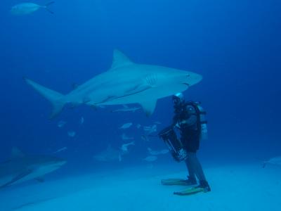 カンクン旅行記 (@Hyatt Zilara CANCUN)　5日目　BULL SHARK DIVING (オオメジロザメ)