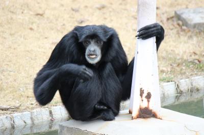 千葉動物公園