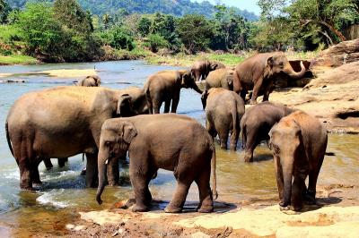 スリランカ世界遺産探訪8日間（ピンナワラ象の孤児院、ゴールリゾートホテル）