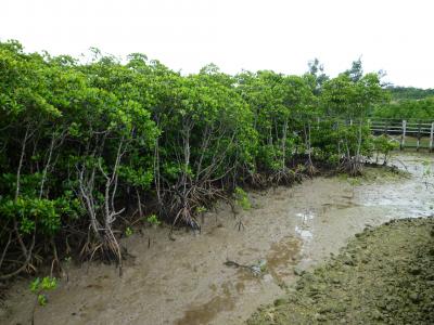 ぷからす宮古諸島「宮古島・島尻マングローブ林」