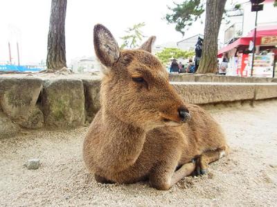 怒濤の1泊2日シリーズ1 宮島篇