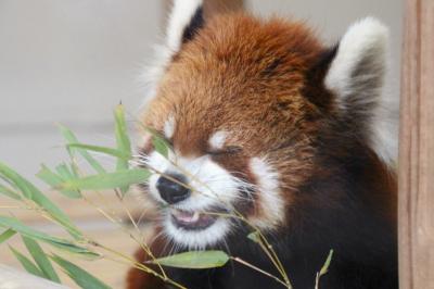 洋らん展とレッサーパンダに会えた大崎公園の園芸植物園と子供動物園～東京ドームに行く前に