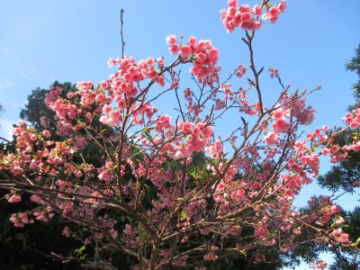 暖かい 八重山列島を再訪する。