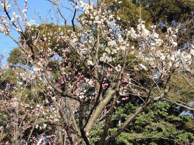 小石川後楽園の梅かおる庭園を散策してきました