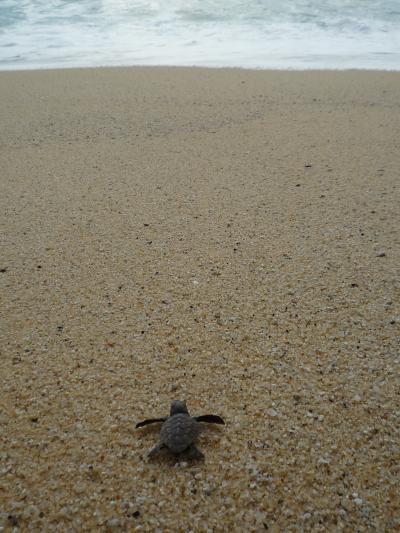 2014年 屋久島で南国の自然に触れ合う旅 ②