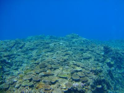 2007年_沖縄阿嘉島ダイビング旅行記