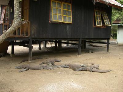 エレガンス的　珍獣ハンター　コモドドラゴンへの道　コモド島・フローレス島編