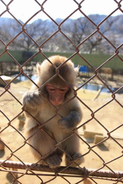 天然記念物。高宕山ニホンザルに会いに
