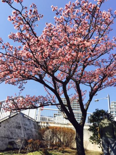 梅のはずが桜に・・・