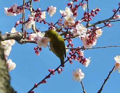 東京ぶらり散歩　～湯島天神 梅まつりの昼と夜と東京大学内のお洒落カフェ『廚 菓子 くろぎ』～