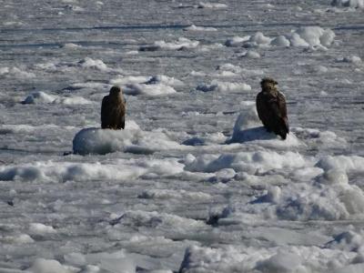 流氷を訪ねて日帰り旅行