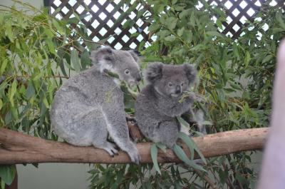 年末は真夏のオーストラリア7日間 5 ラスト ブルーマウンテンズ編