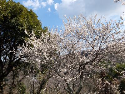 東逗子から、田浦梅林へハイキング