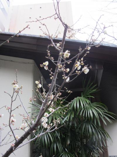渋谷の金運パワースポット：玉造稲荷神社(金王八幡宮末社)へ。隣接の豐榮稲荷神社・東福寺に参詣
