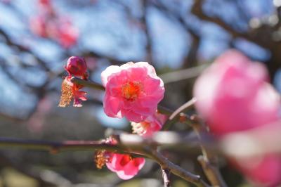 20150214-2 浜離宮庭園 まだまばらな梅ですが、春の香りを