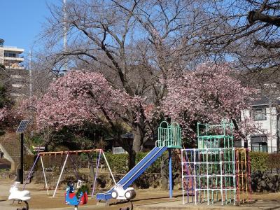 伊東公園で寒桜と伊東小室桜