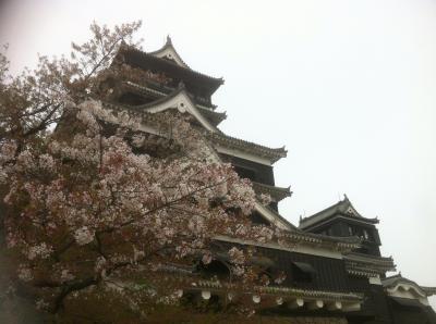 熊本城の桜