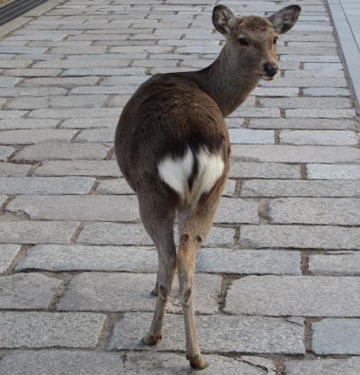 瑠璃色の奈良を歩く　2015年 2月