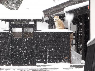 えっ？　そんなとこで何してるの？ in 冬の角館