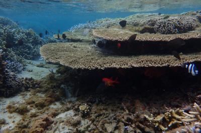 アフリカの島国アイランドホッピングの旅　フランス海外県レユニオンを路線バスで一周の旅（リゾートタウン周遊編）