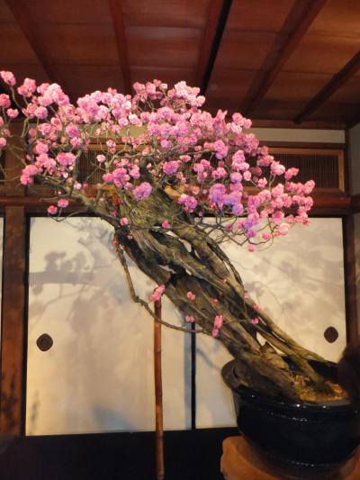慶雲館で開催されている「長浜盆梅展」を見に行く。