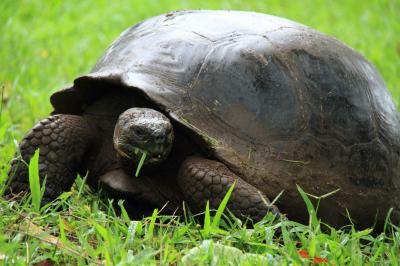 行ってきました　ガラパゴス！　（３日目／キト～ガラパゴス・サンタ・クルス島）　№２