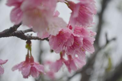 SFC修行とジョグジャカルタ3日間の旅(6) - 修行後半戦 石垣島観光編