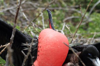 行ってきました　ガラパゴス！　（４日目／ノース・セイモア島へ）　?３　