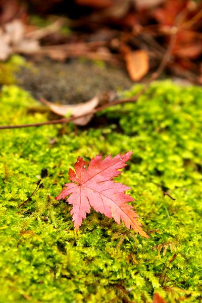 紅葉まっさかりの東公園でとにかく紅葉をパシャる