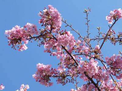 花を求めて伊豆半島へ（下田→河津→熱海→湯河原）