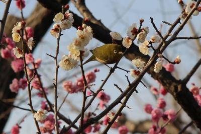 「せたがや梅まつり」　羽根木公園で観梅